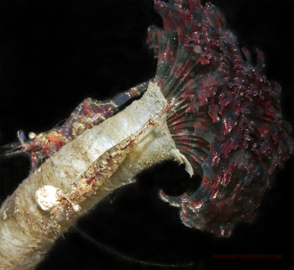 Photo of Eudistylia vancouveri by <a href="http://www.naturediver.com">Derek Holzapfel</a>